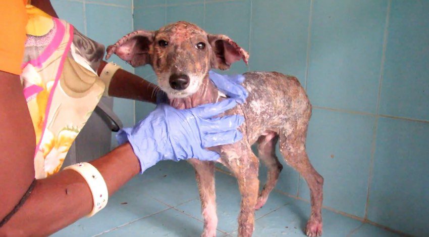 Sad Little Puppy With Mange Still Wags His Tail Despite Pain He Is In
