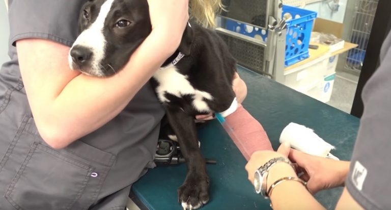 puppy with broken leg rescued from shelter