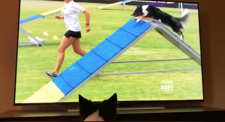 Border Collie Excitedly Watches Herself Win Agility Competition