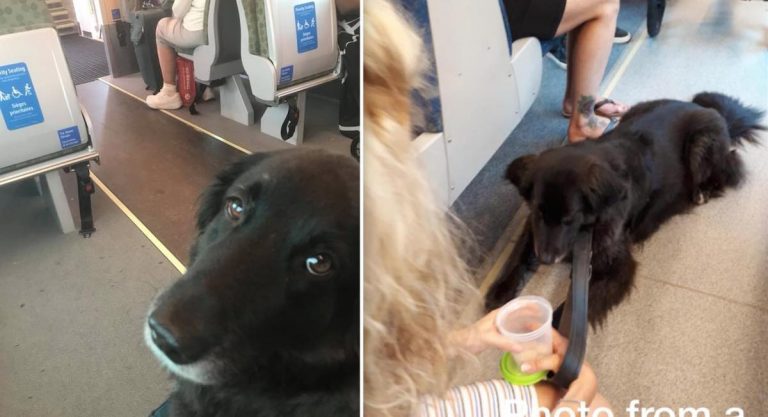 Dog Runs Away from Home and Hops On Train For Solo Adventure