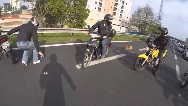 motorcyclists rescue dog