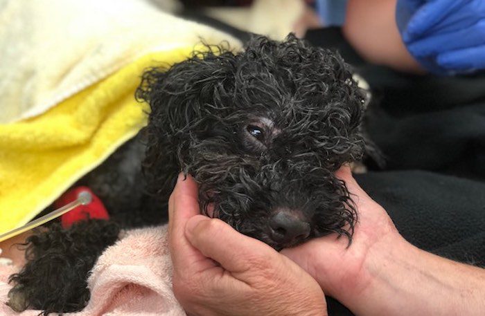 Small Dog Suffering Puncture Wounds and In Shock Now in the Very Best Hands