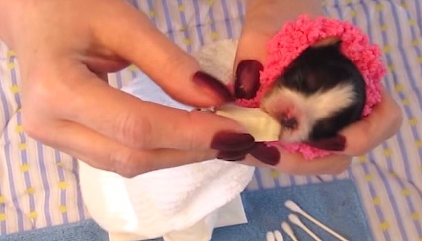 Newborn Puppy Rejected At Birth is Nursed Back to Health By Hand