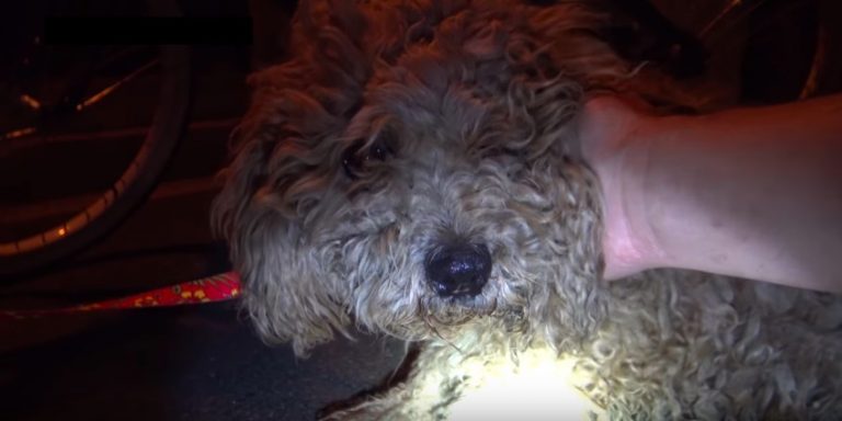ocean the dog rescued
