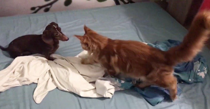 Maine Coon Adorably Challenges Dachshund for King of the Bed