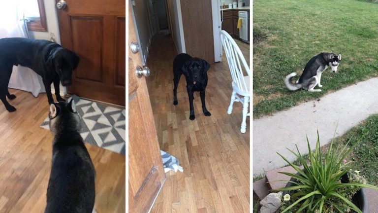 Clever Dog Helps House Train Puppy