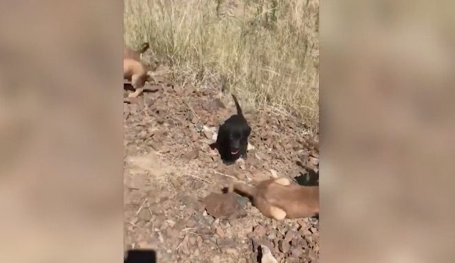 Seven Puppies Found Abandoned in Field During Heatwave