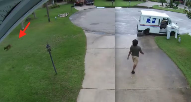 Puppy Package Thief Caught Red-Handed On Camera