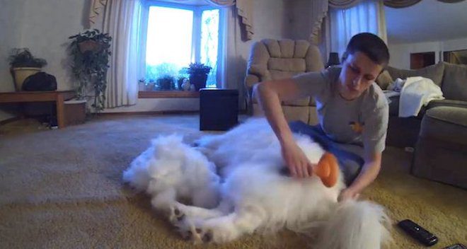 Man Starts Grooming His Dog And By The End Has Incredible Pile Of Fur