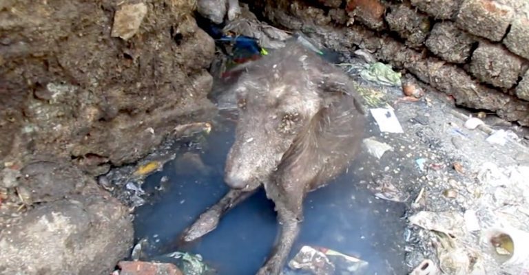 Heart-broken Dog Dying Alone in Gutter Rescued Just in Time