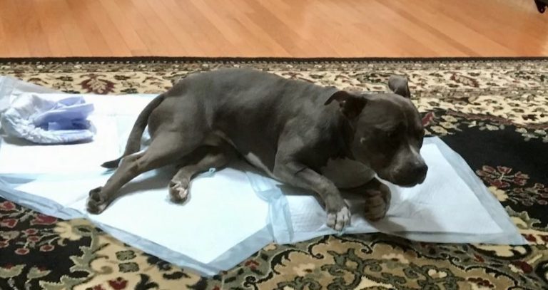 Teen Risks His Life to Save Dog He Sees Hit by Truck