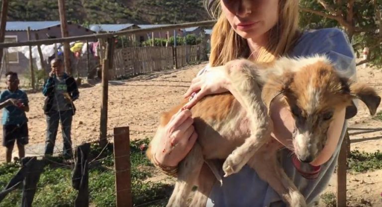 Rescuers Asked By Owner to Euthanize an Old, Sick Dog Who Wasn’t Old At All