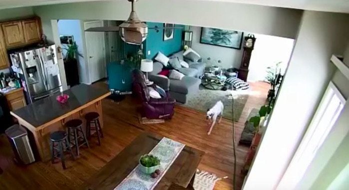 Dog Home Alone Caught On Camera Drenching House With Hose