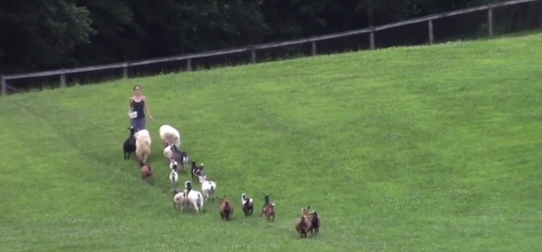 Dogs, Ducks, Goats and Chickens Line Up To Got On Walk Together