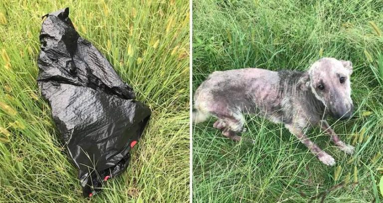 dog found on side of road