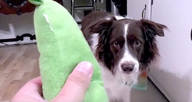 Border Collie Has Adorably Odd Reaction to Squeaky Toy