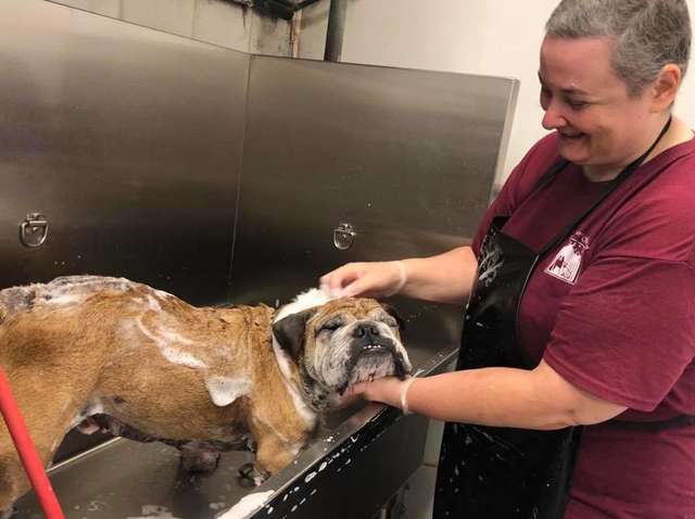 Woman Brings Sick Bulldog To Groomers And Abandons Him There