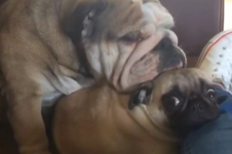 Bulldog Finds The Perfect Pillow