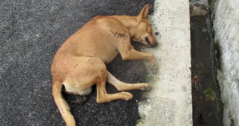 dog found unconscious on the street