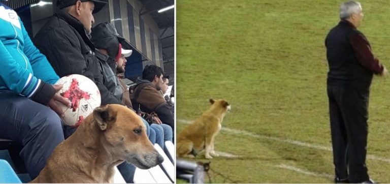 Stray Dog Becomes ‘Assistant Coach’ To Soccer Team After Getting a Piece of Pie
