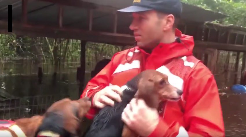 Coast Guard Rescues Boatful of Beagles From Flooding, and Their Humans Too
