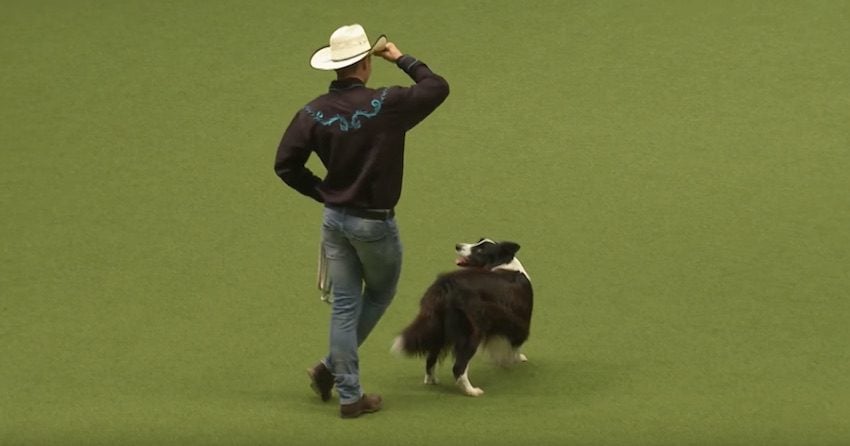 Border Collie Grabs a Lasso and Line Dances With ‘Cowboy’ in Fun Dance Routine