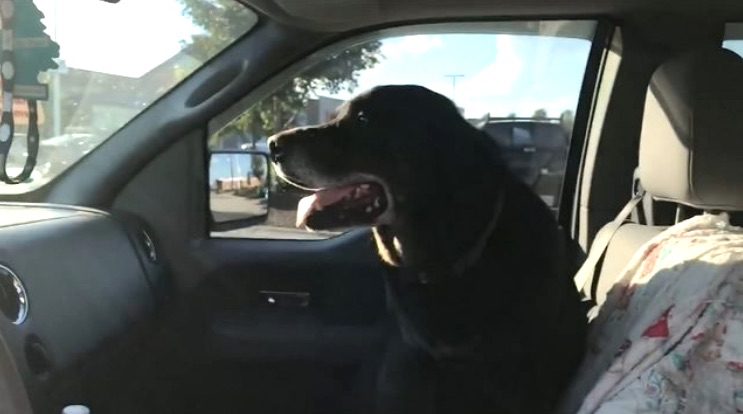Dog’s Love of Bacon Gets His Owner In Trouble