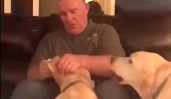 dogs get ear medicine