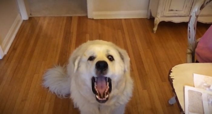 Great Pyrenees Tries Her Best to Catch Treats
