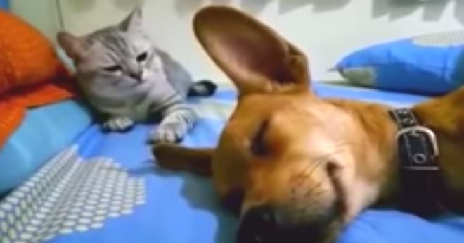 Dog Farts In His Sleep And His Cat Companion Is Not Pleased