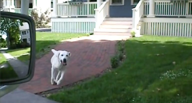 Dog Adorably Greets Mailman Every Day To Grab the Mail and Walk the Route With Him
