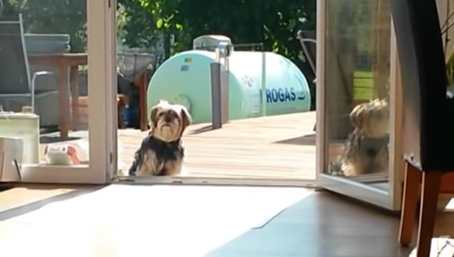 Dog Convinced That Terrace Door is Closed