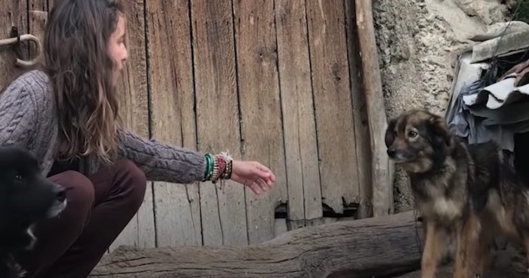 spanish woman helps free dogs on chain
