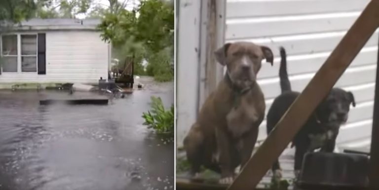 dogs rescued in hurricane florence