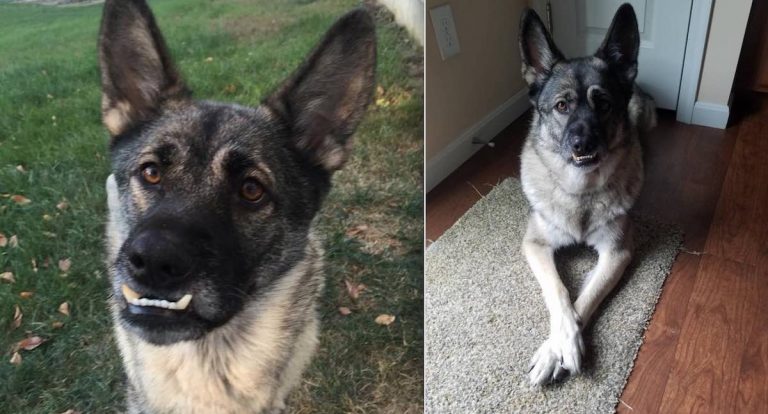 Dog In Prison Foster Program Found Dead in Cell of ‘Blunt Force Trauma’
