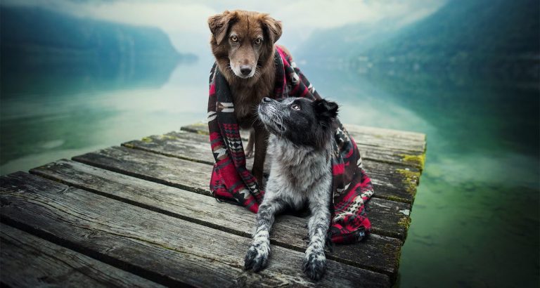 Photographer Beautifully Captures Dogs Out On Adventures