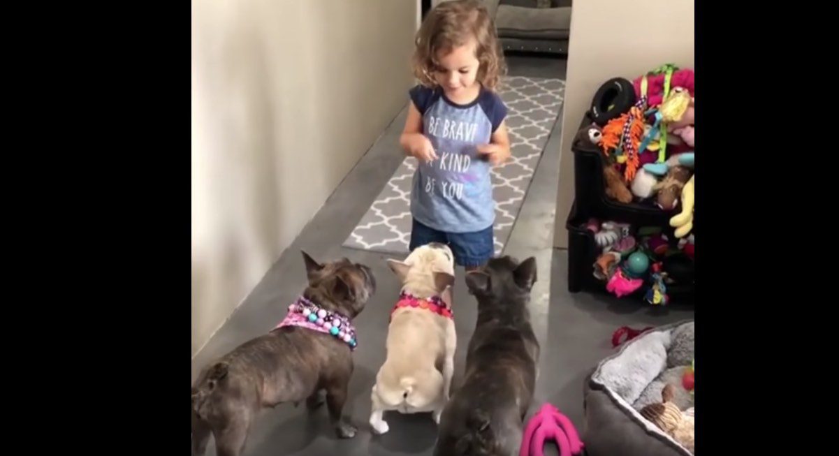 Little Girl is Already Mini Dog Whisperer to Three French Bulldogs