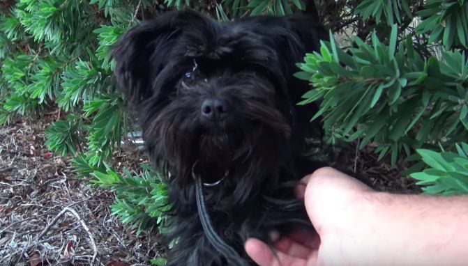 Stray Dog Cowers In Fear Until She Realizes Rescuers Are There To Help Her