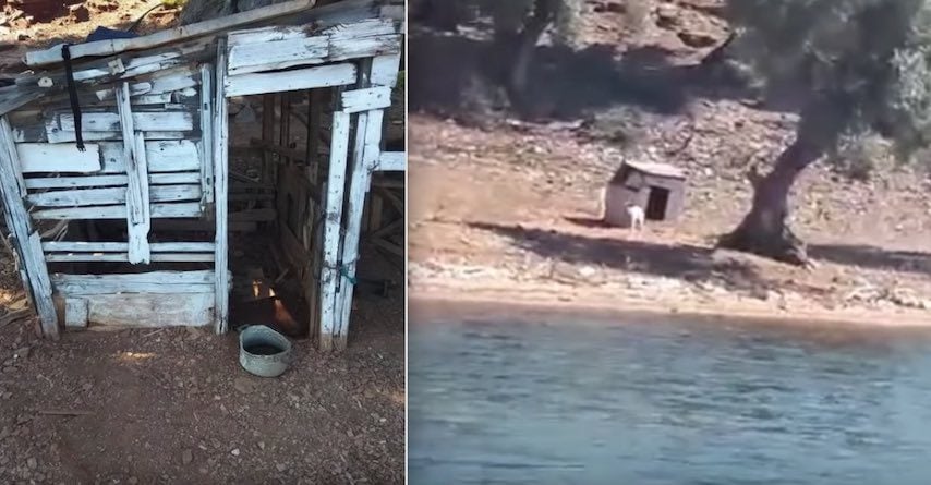 Dogs Left On Remote ‘Hell Island’ To Die Get Rescued