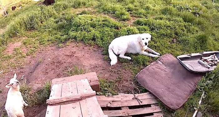 Guilty Farm Dog Reluctantly Gives Up Item He Stole From Kitchen