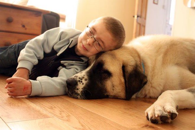Little Boy With a Rare Condition Lived His Life in Fear Until He Met This 3-Legged Dog