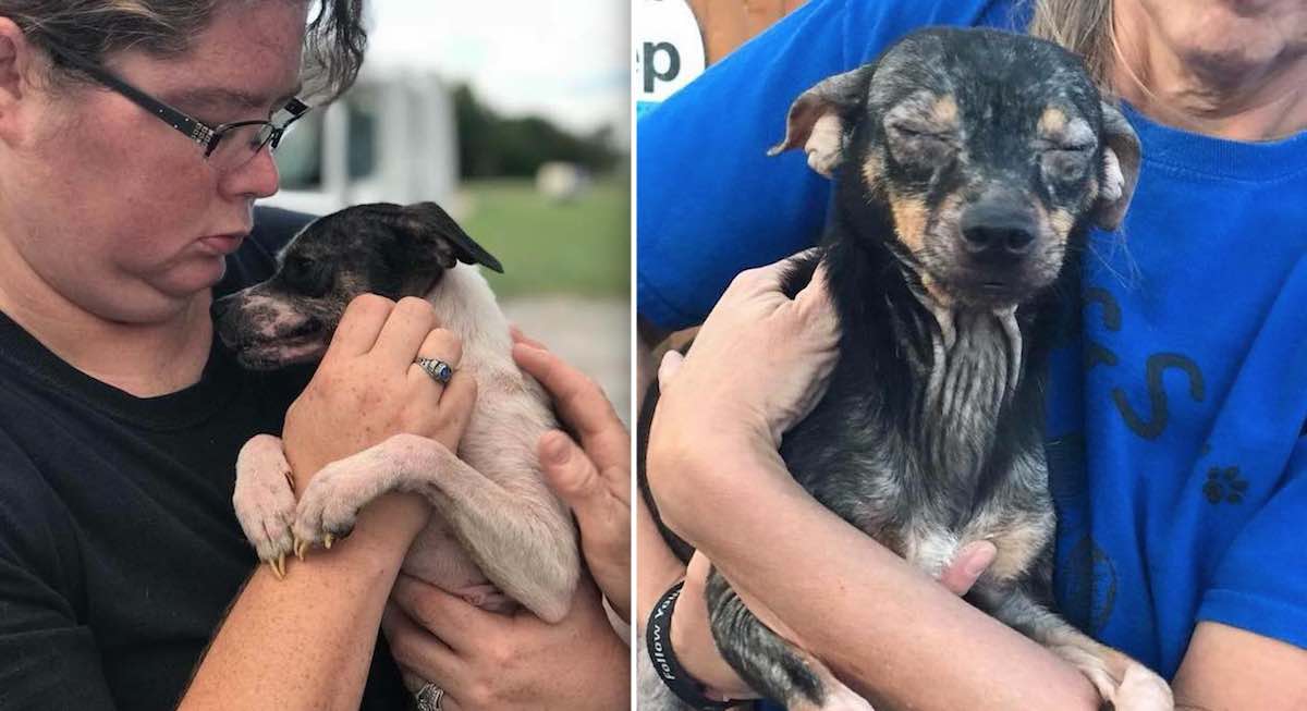 120 Dogs Dumped On Houston Streets So Relieved to Be In Rescuers’ Arms
