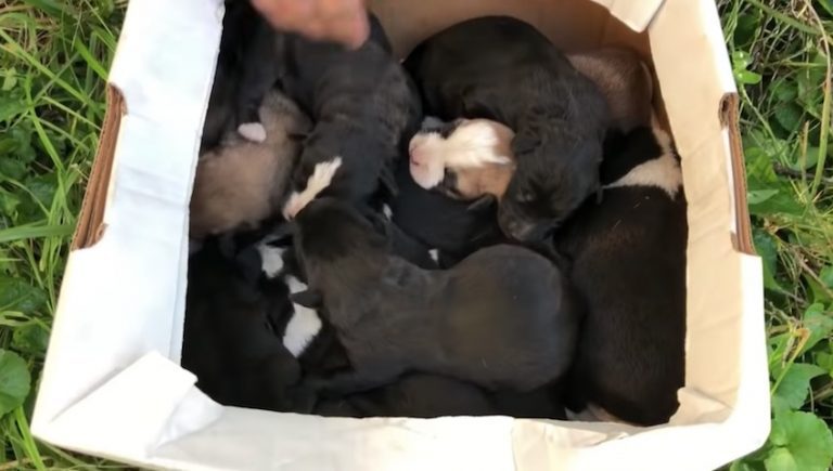 Skinny Mama Dog Hides Her Puppies in Abandoned Home