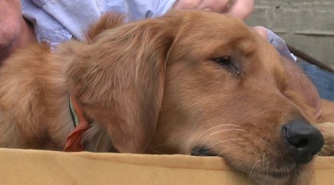 Blind Golden Retriever Abandoned In A Field Finds The Perfect Home