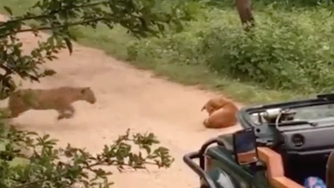 leopard attacks stray dog