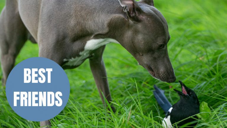 Magpie and Whippet Have Formed An Unlikely Friendship