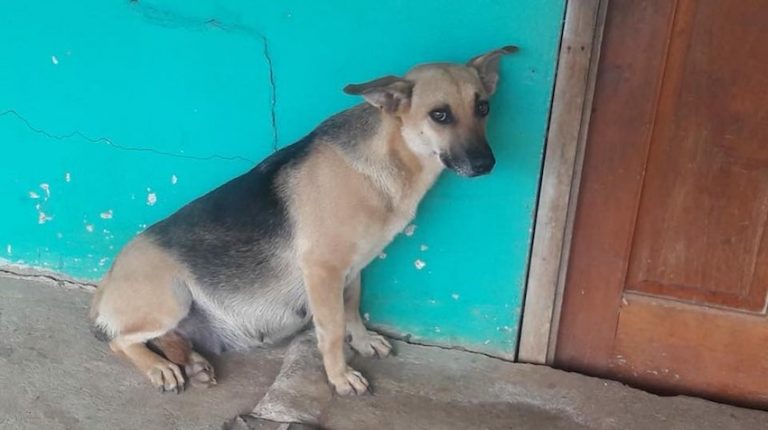 Pregnant Dog Left Behind By Her Family Waits For Them to Come Home
