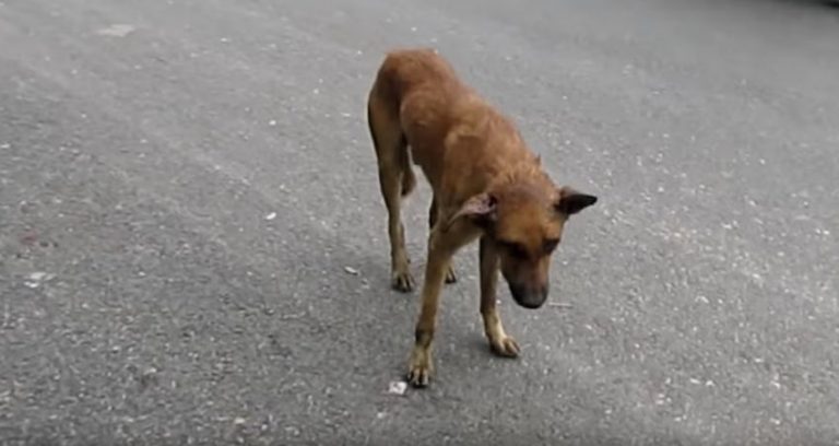 Wounded Dog Staggering In Traffic Grabbed Before He Collapses