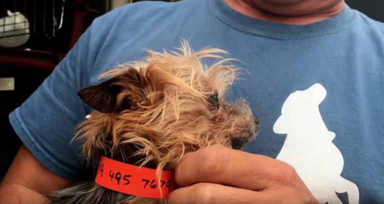 puppy mill rescue is a crooner