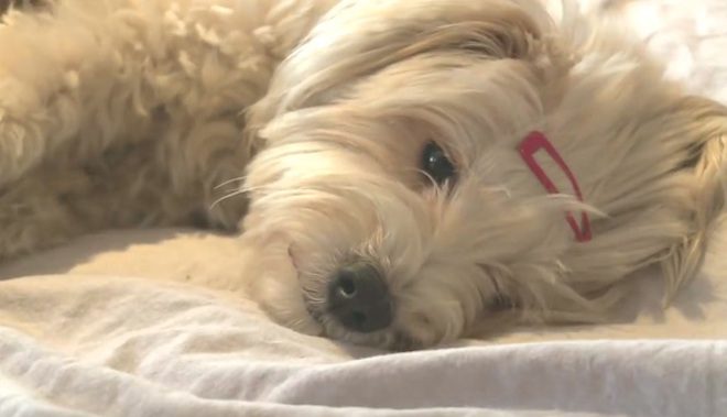 Pregnant Maltese Abandoned At Shelter Gets Fairy Tale Ending